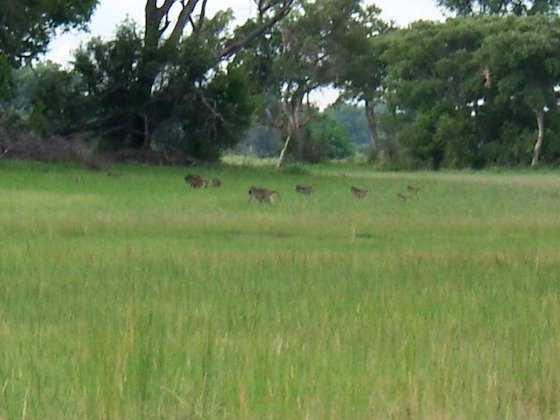 A small herd of antelopes grazes on the green floodplain near trees in the Okavango Delta.