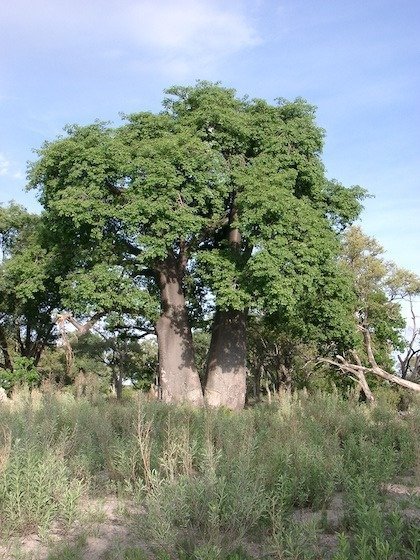 A large baobab tree with green leaves stands above tall grass in the Okavango Delta, Botswana.