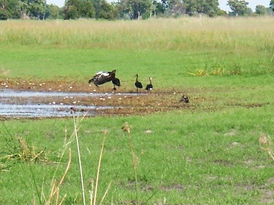 Large black and white birds stand at a pool on the green floodplain of the Okavango Delta.