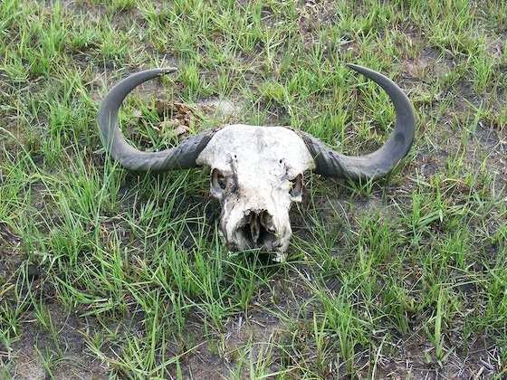 A buffalo skull with large curved horns lies in green grass in the Okavango Delta, Botswana.