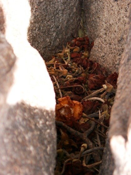 Dry brown leaves fill a narrow gap between two pale rocks in Botswana.