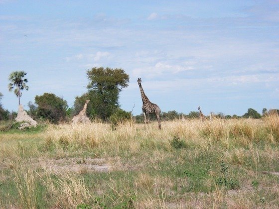 Giraffes walk across dry grassland with palm trees in the Okavango Delta, Botswana.