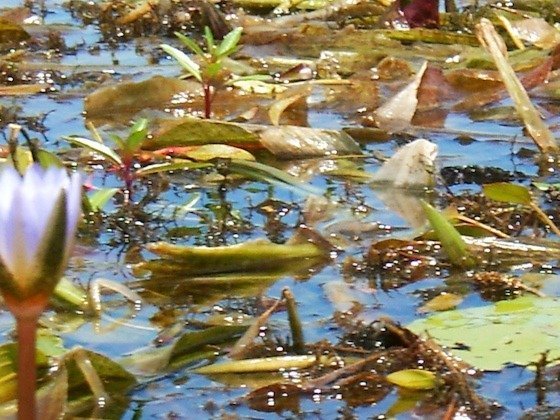 A purple water lily grows between water plants in the clear water of the Okavango Delta.