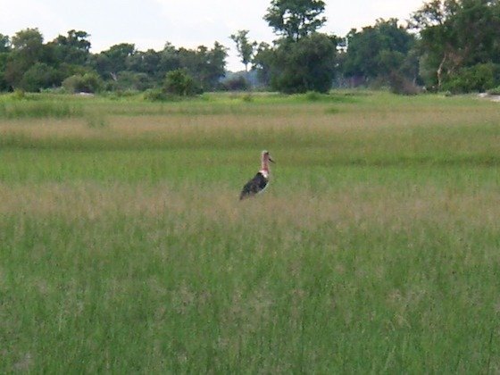 A marabou stork stands in tall green grass on a floodplain in the Okavango Delta.