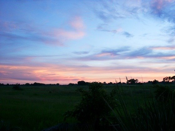 Pink clouds fill the sky above the dark grassland at sunset in the Okavango Delta, Botswana.