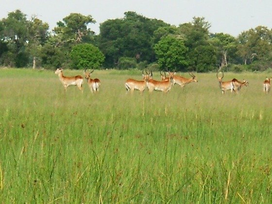 A herd of red lechwe antelopes stands in tall green grass in the Okavango Delta, Botswana.