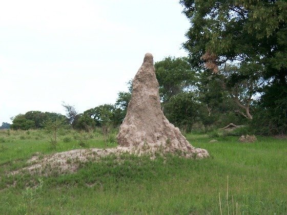 A tall termite mound stands on a grassy plain near trees in the Okavango Delta, Botswana.