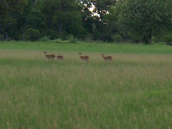 Three antelopes walk through tall green grass on the floodplain of the Okavango Delta.