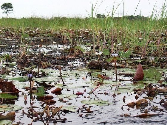 Water lilies and reeds grow in the shallow water of the Okavango Delta in Botswana.