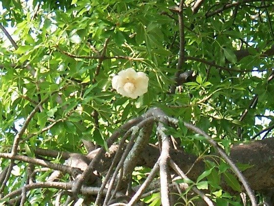 A white flower grows among green leaves and branches of a tree in the Okavango Delta, Botswana.