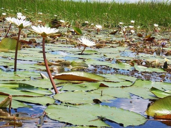 White water lilies bloom between round green leaves in the Okavango Delta, Botswana.