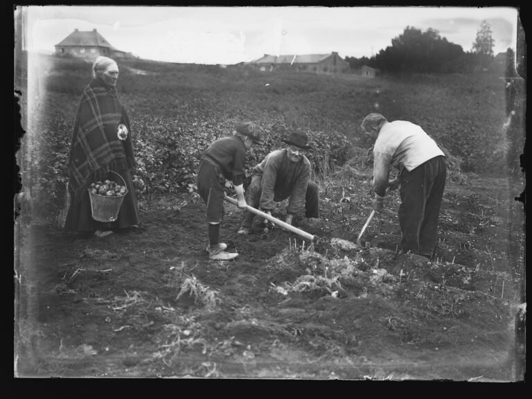 Black-and-white photo of a family digging up potatoes in a field in Norway, with an older woman holding a bucket of potatoes