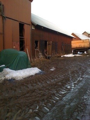 Lerig väg med traktorspår mellan röda lador och en vagn