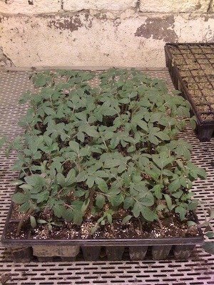 Små gröna plantor i odlingsbrickor i ett växthus