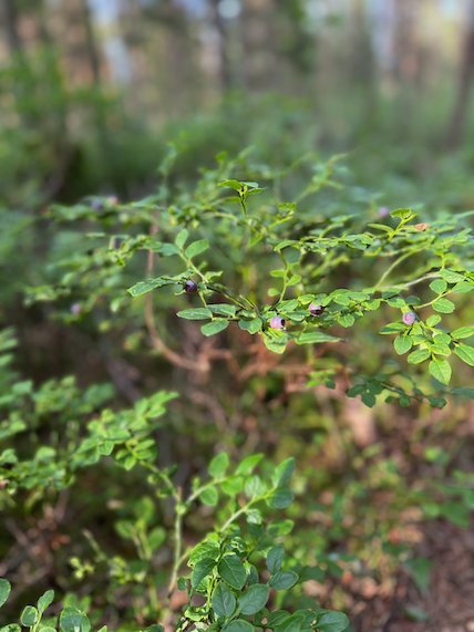 Close view of blueberry plants with small green berries