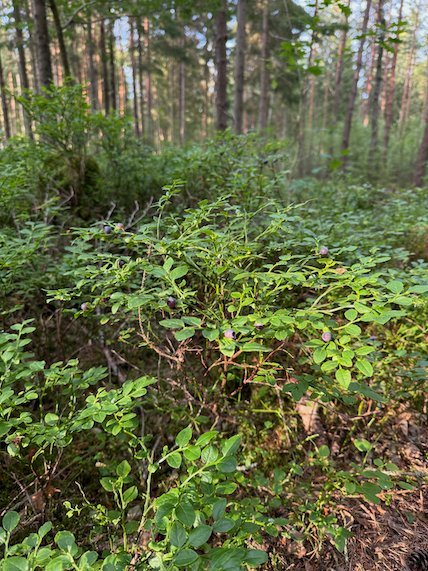 Blueberry bushes in a pine forest near Rydal