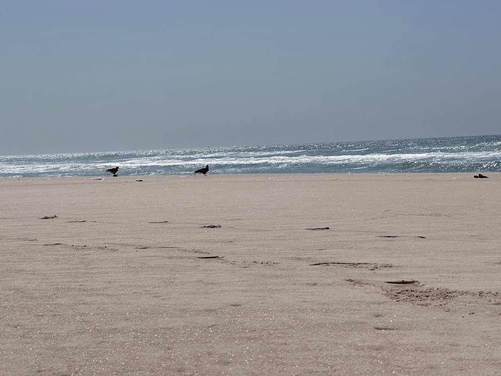 Birds stand on the wet sand of a quiet beach near Saint-Louis.