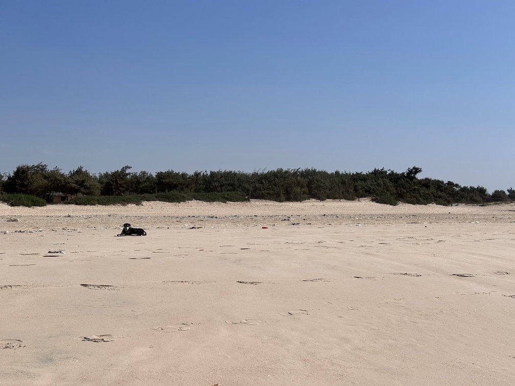 A dog lies on an empty beach in front of green trees.