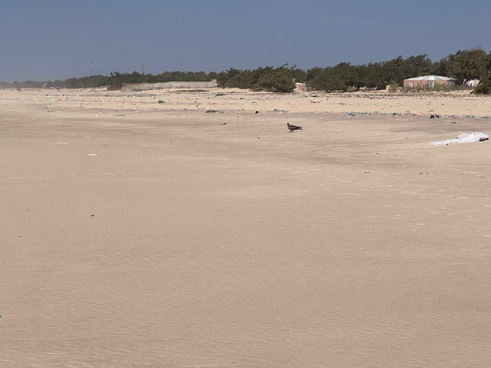 A wide empty beach leads to trees and dunes near Saint-Louis.
