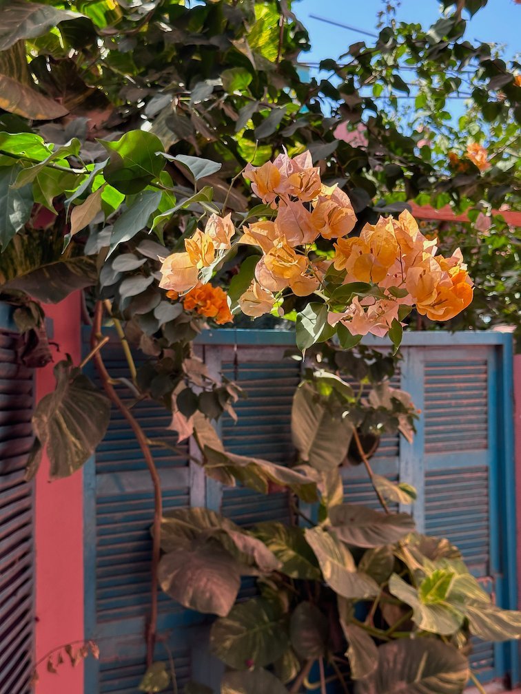 Orange bougainvillea flowers grow in front of blue shutters in Saint-Louis.