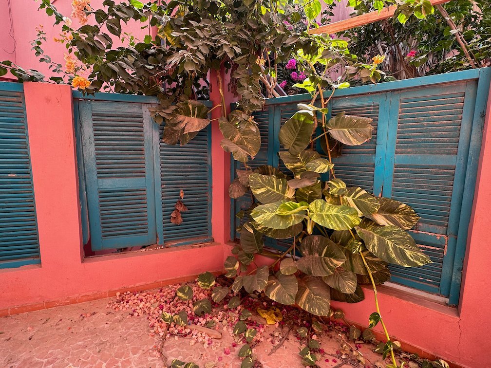 A plant grows between a pink wall and blue shutters in Saint-Louis.