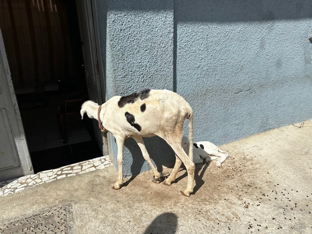 A spotted sheep stands in a doorway of a house in Saint-Louis.