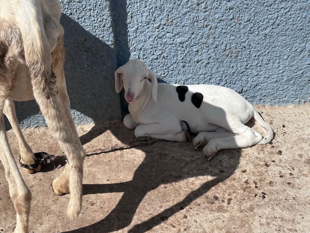 A white and black sheep rests next to a blue wall in Saint-Louis.