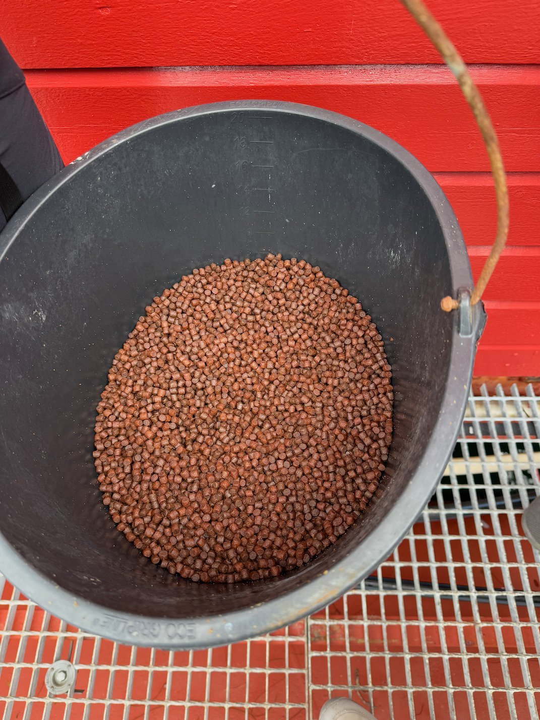 Bucket of brown salmon feed pellets on a red deck at a salmon farm