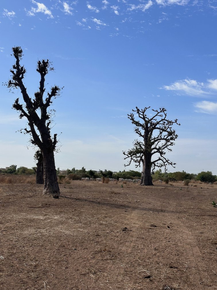 Two baobab trees stand on dry land under a blue sky near Saly.