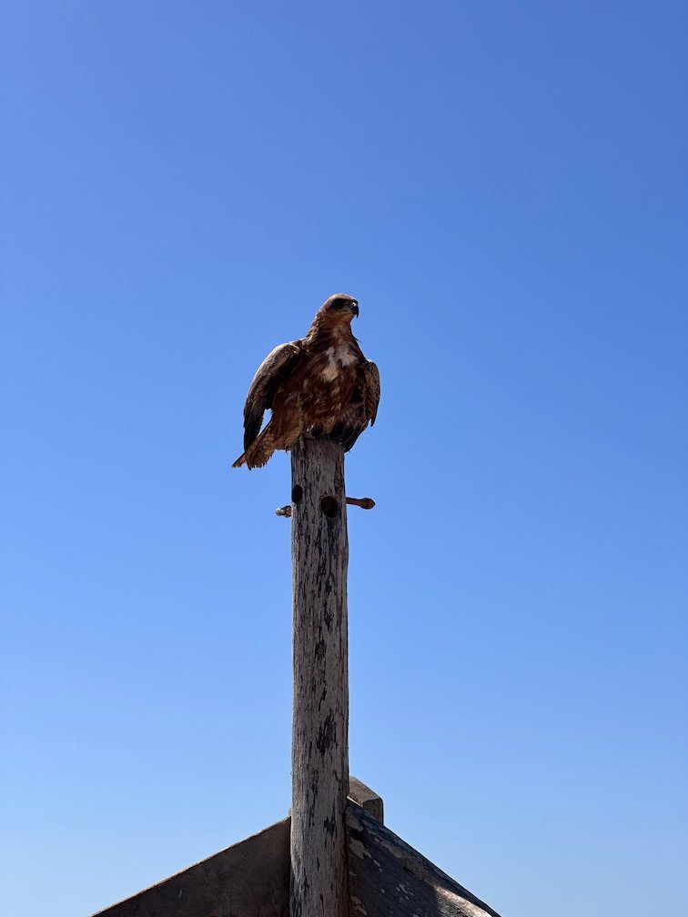 A bird of prey sits on top of a wooden pole in Saly.