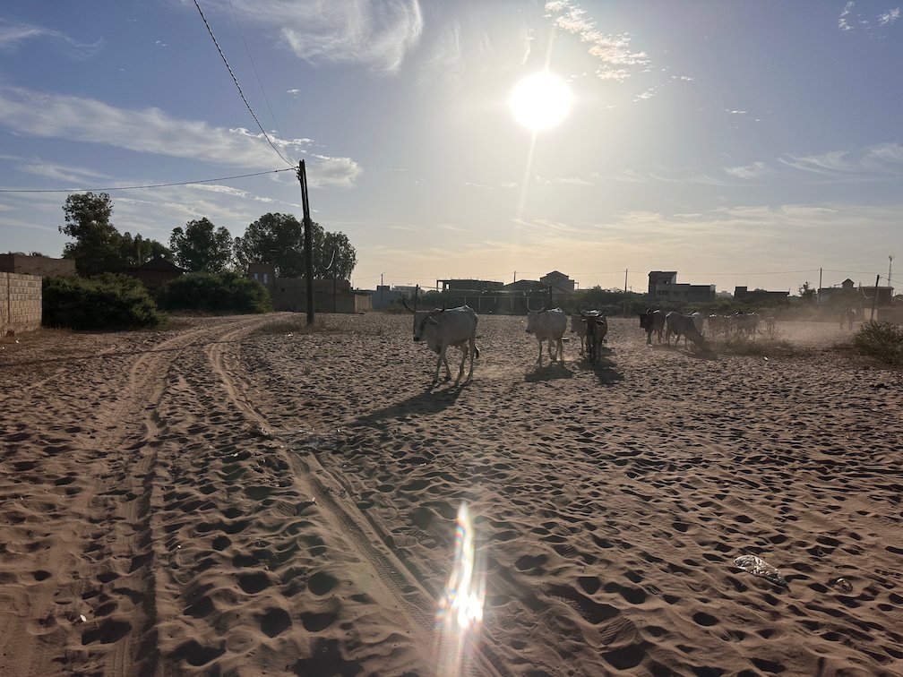 Cattle walk on a sandy road in the bright sun near Saly.