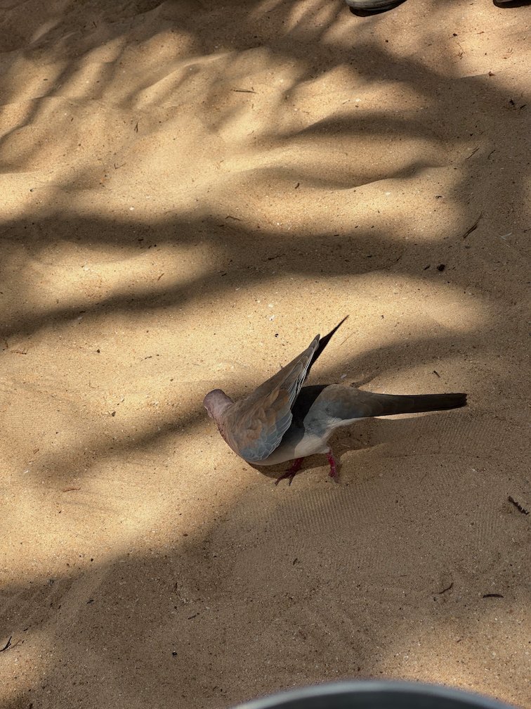 A dove walks on the sand in the shade in Saly.