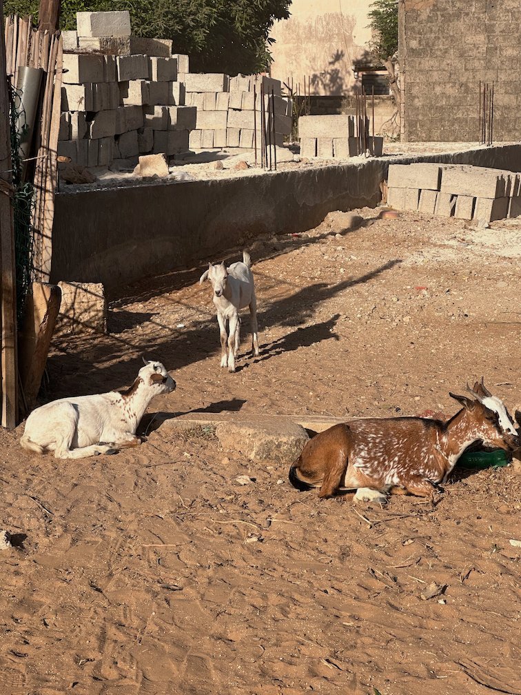 Goats rest on the sand of a yard with concrete blocks near Saly.