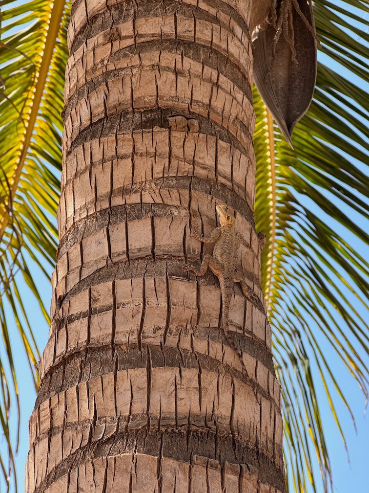 A lizard climbs the trunk of a palm tree in Saly.