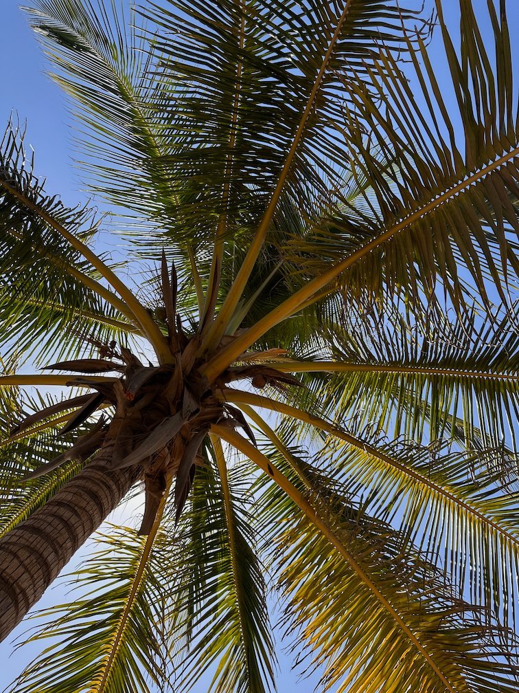 A palm tree spreads its leaves against the blue sky in Saly.