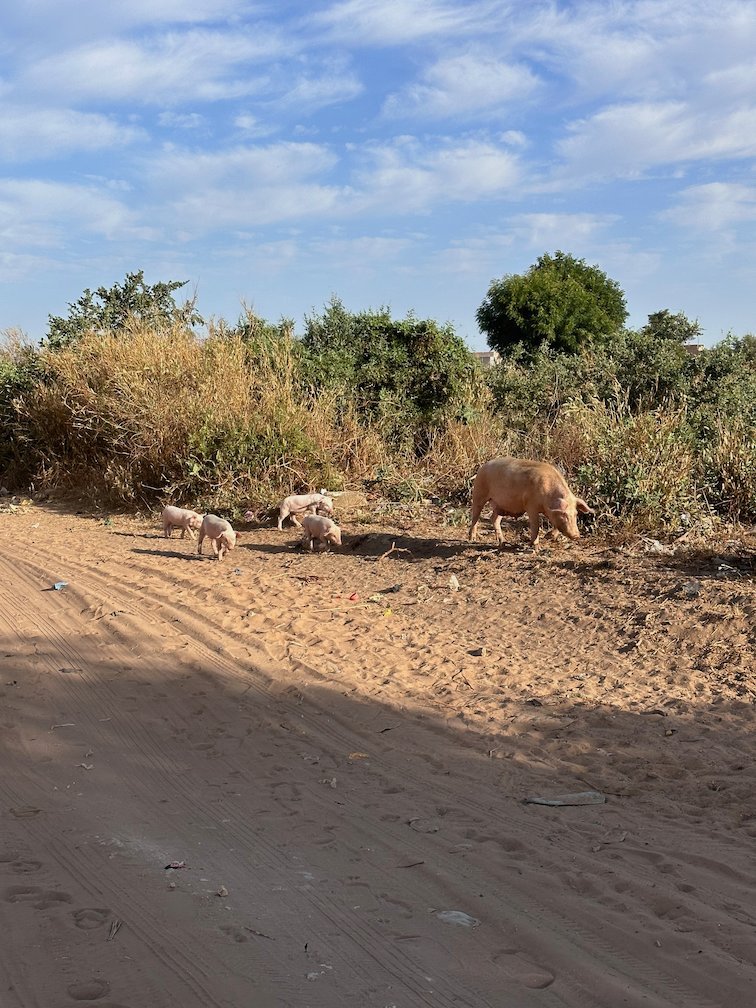 Pigs walk along a sandy road next to bushes near Saly.