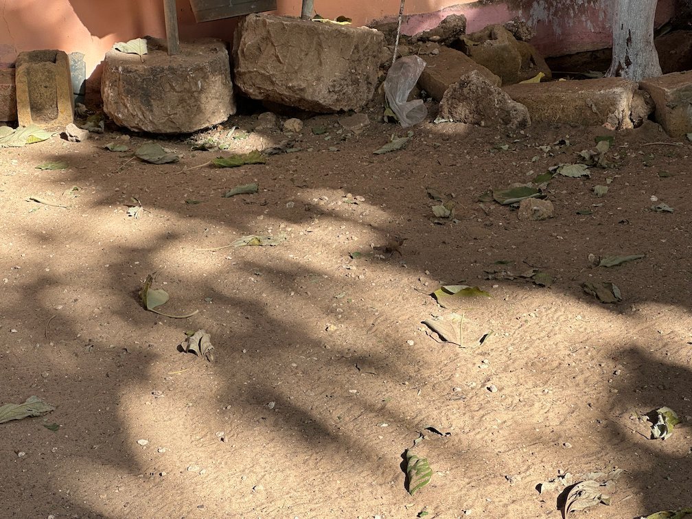 Stones and leaves lie on the ground in the shade in Saly.