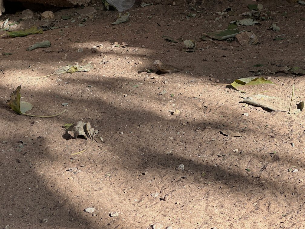 Tree shadows and leaves lie on dry ground in Saly.