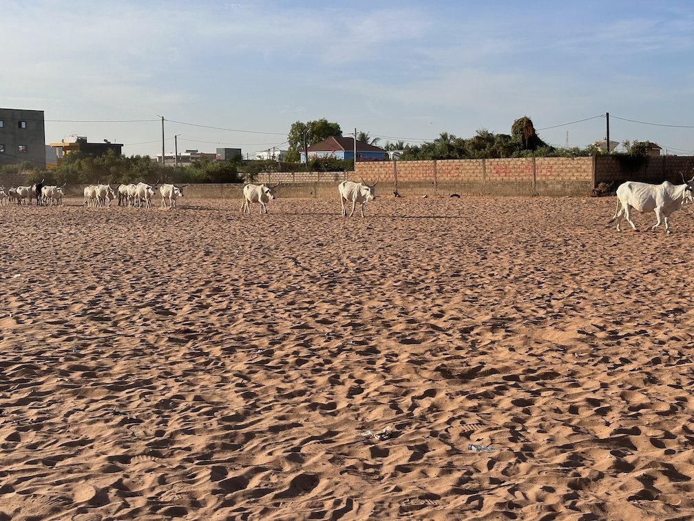 White cattle walk across a sandy field near Saly.