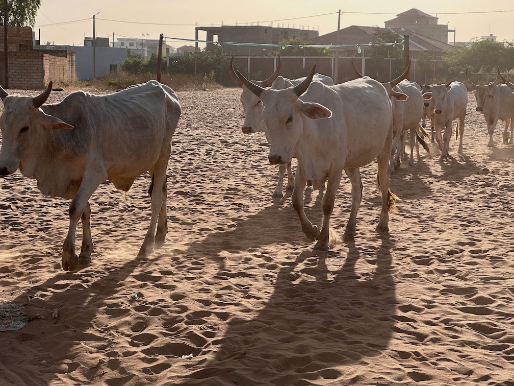 White zebu cattle walk on a sandy road near Saly.