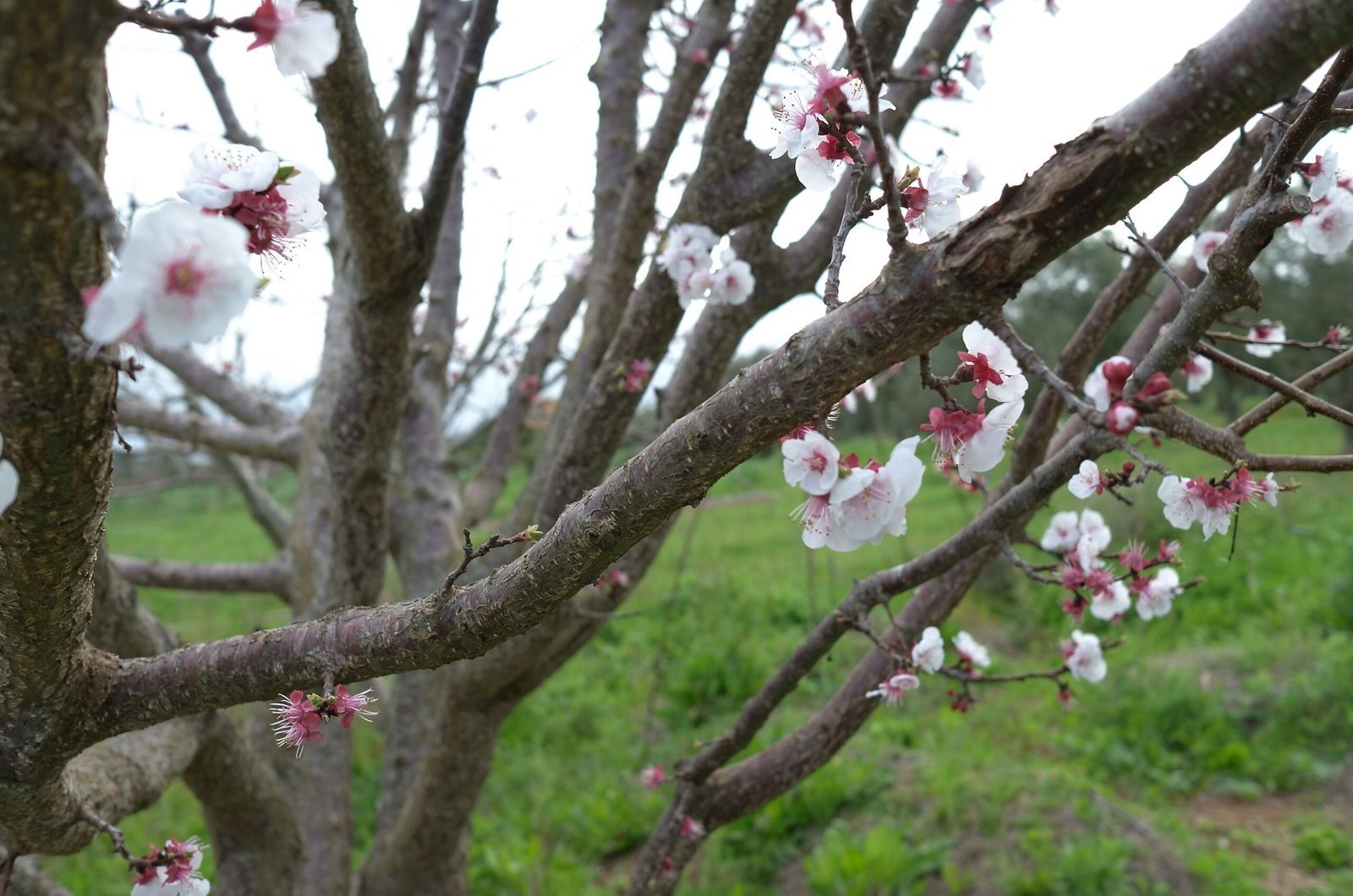 White and pink blossoms grow on the branches of a fruit tree in Sardinia.