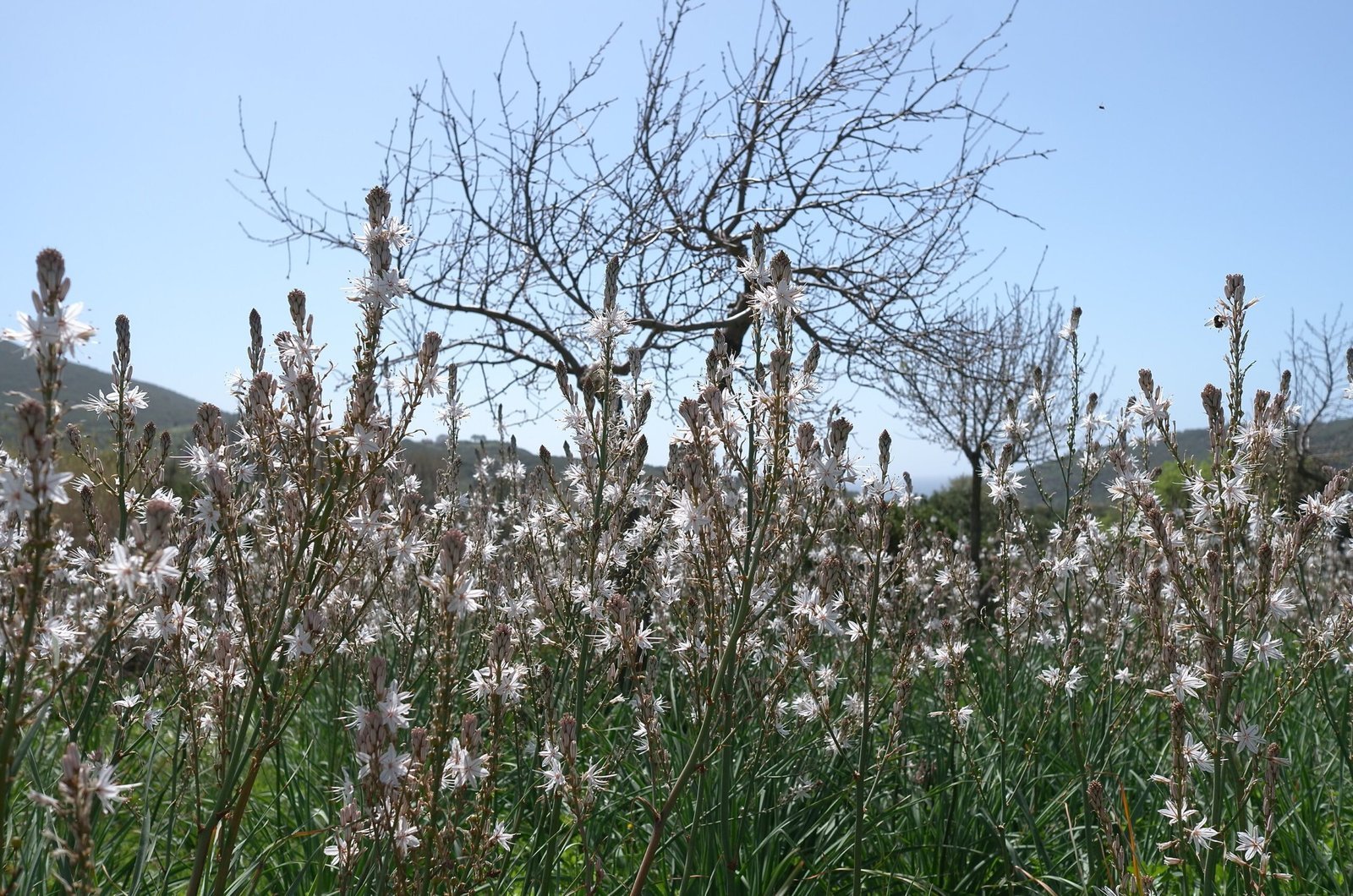 White asphodel flowers grow under a bare tree in a field in Sardinia.