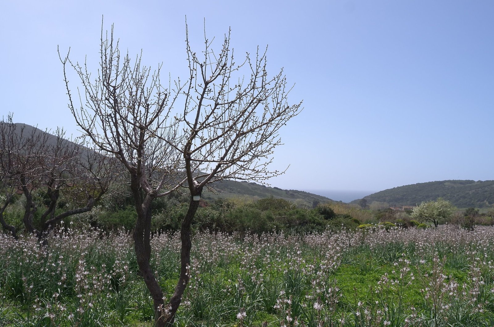 A bare tree stands in a meadow of white flowers with hills behind in Sardinia.