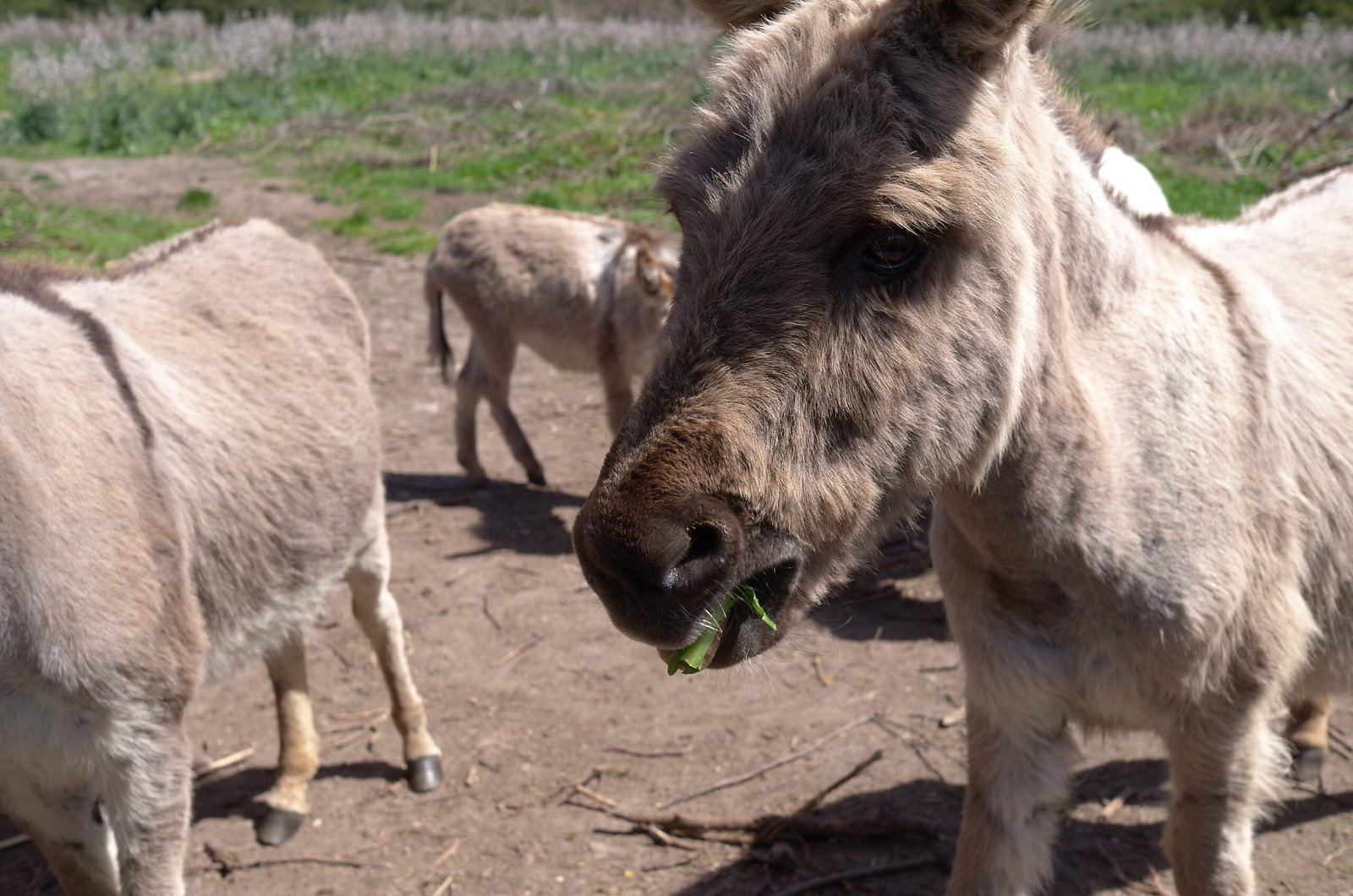 Grey donkeys eat green leaves in a farmyard in Sardinia.