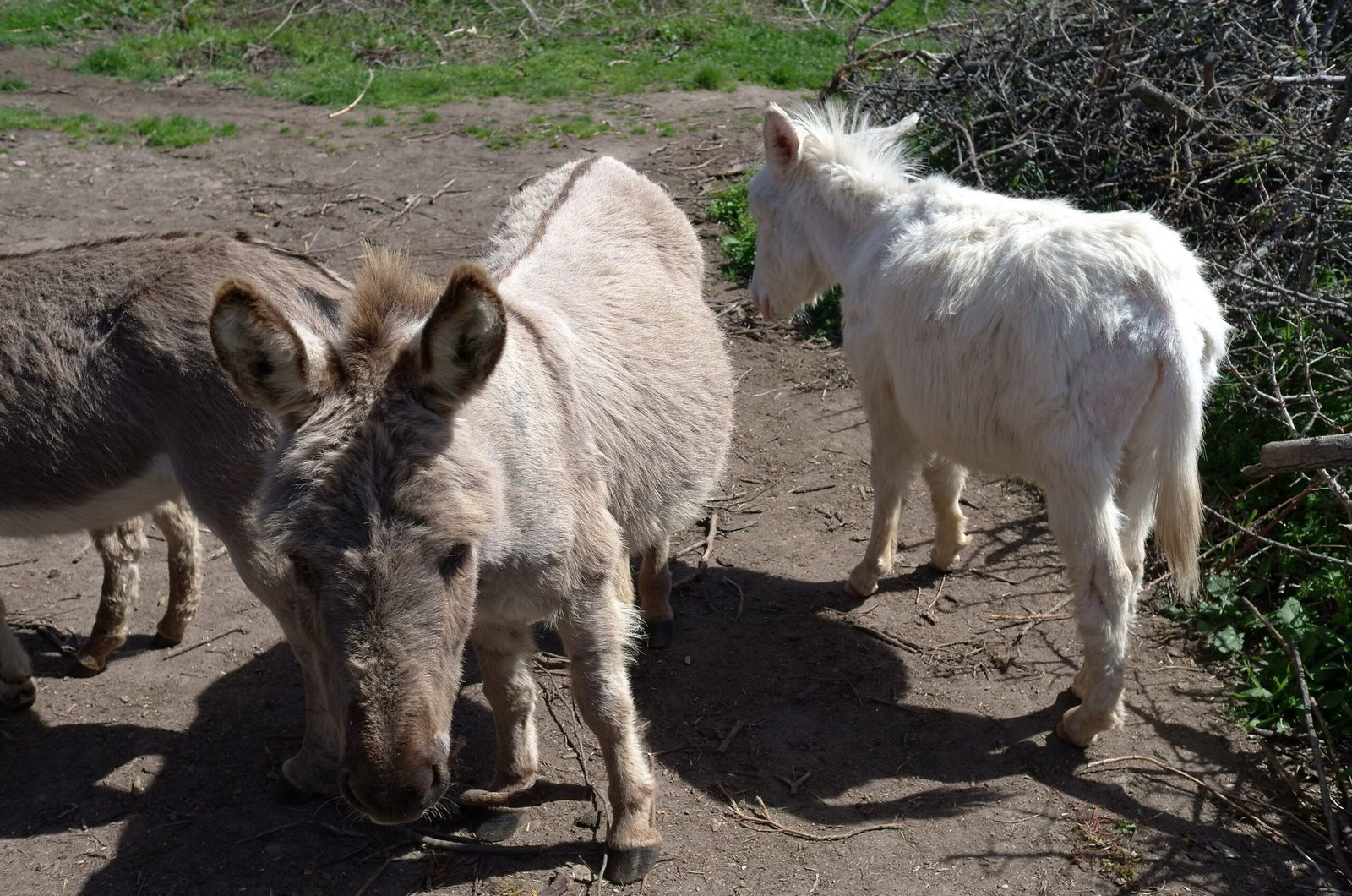 Two grey donkeys and a white donkey stand in the shade in a farmyard in Sardinia.