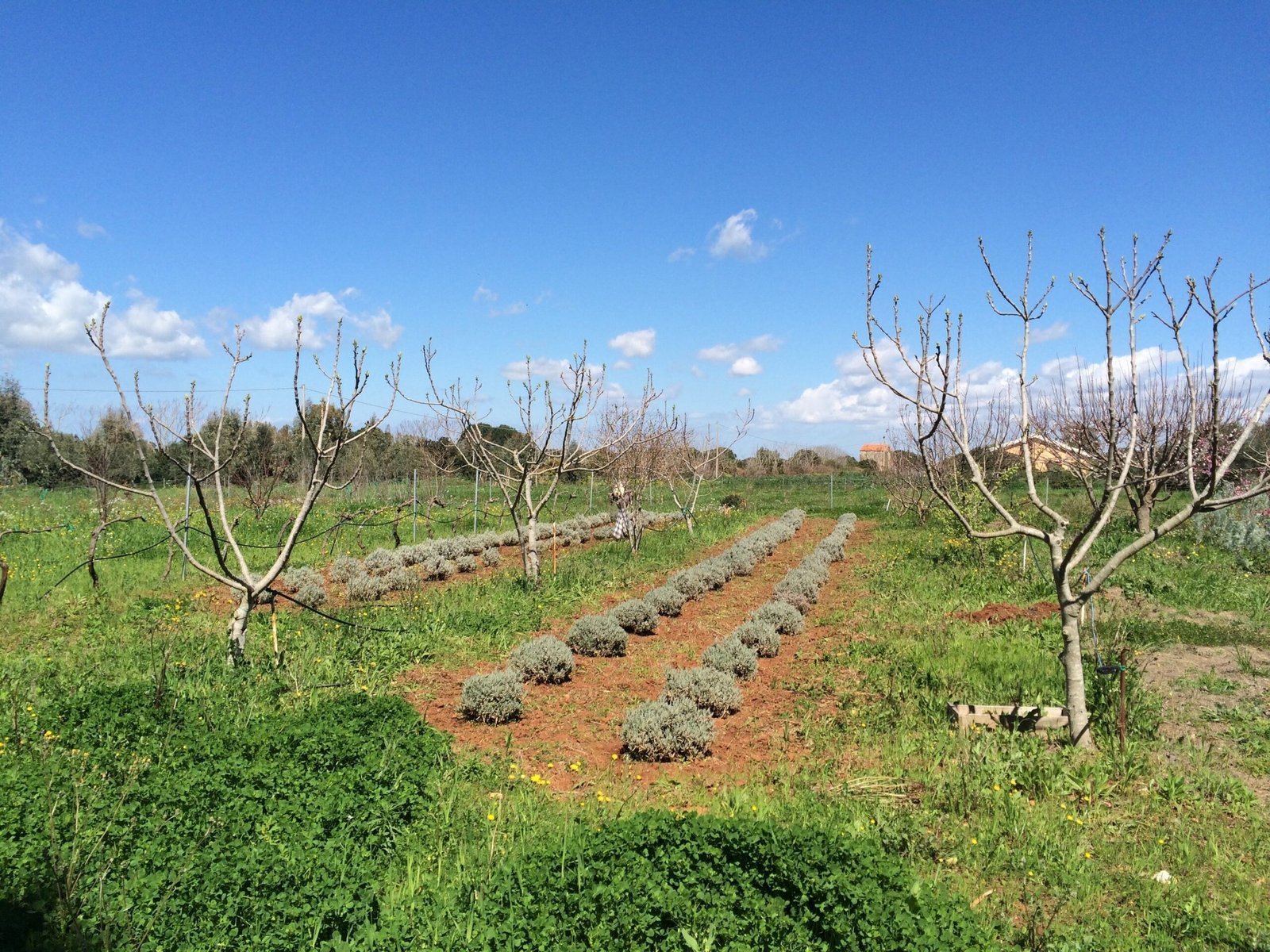 Rows of lavender grow between bare fig trees under a blue sky in Sardinia.