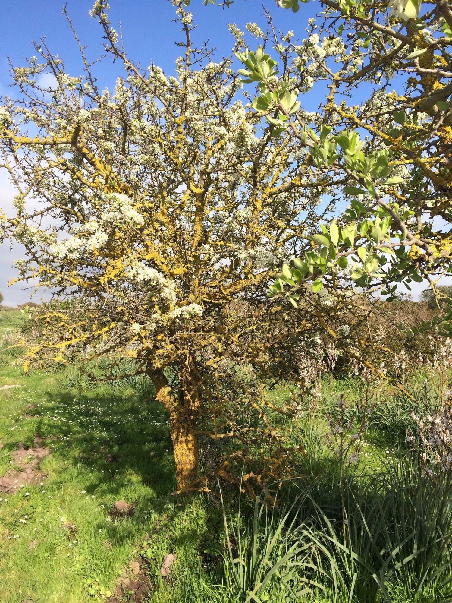 A tree with white flowers and yellow lichen stands in a green field in Sardinia.