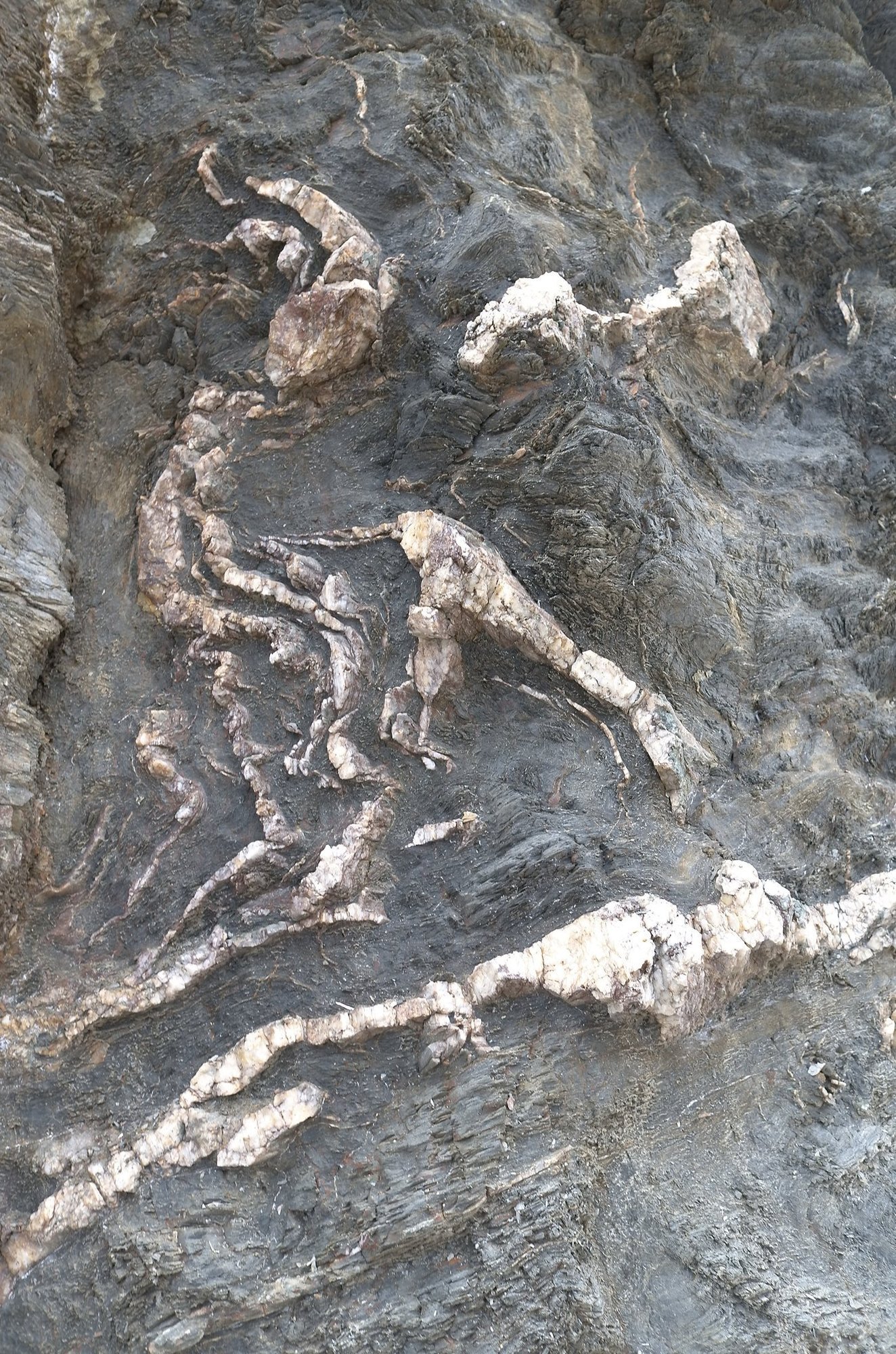 White mineral veins curve through dark folded rock on the coast of Sardinia.