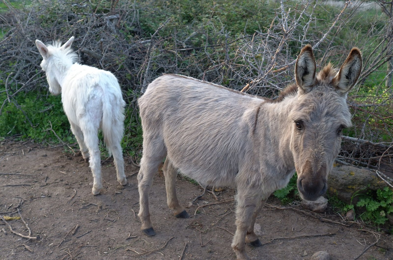 A grey donkey and a white donkey stand among bushes on a farm in Sardinia.
