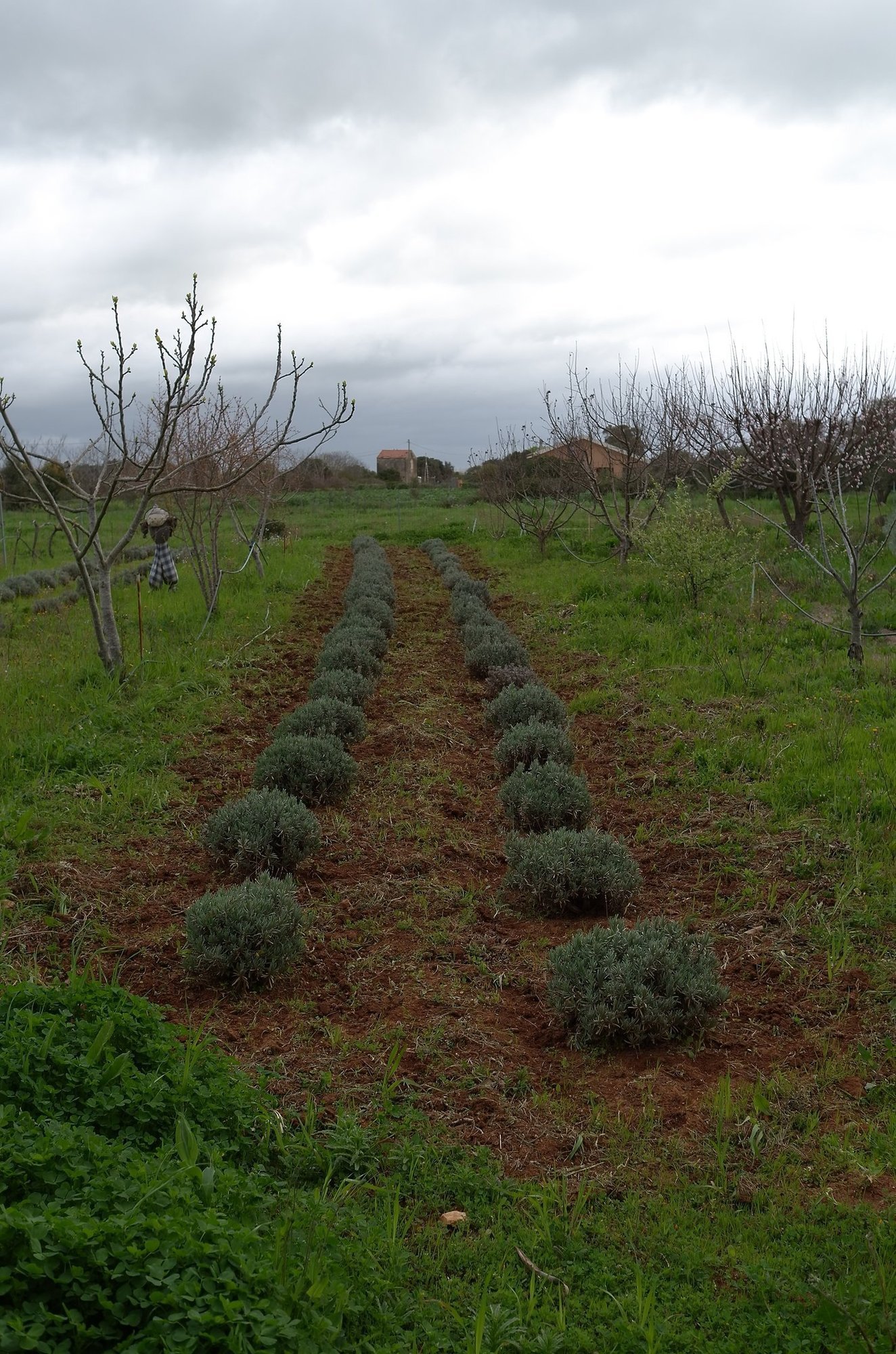 Young lavender plants grow in rows between fruit trees on a farm in Sardinia.